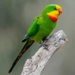 Parrot Superb
