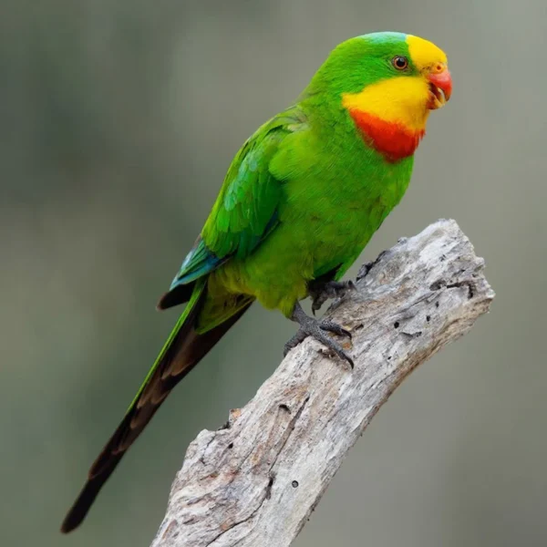 Parrot Superb