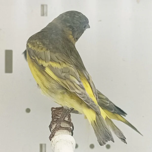Pastel Black-Hooded Siskin - Image 3