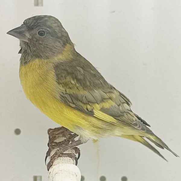 Pastel Black-Hooded Siskin - Image 2