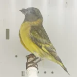 Pastel Black-Hooded Siskin