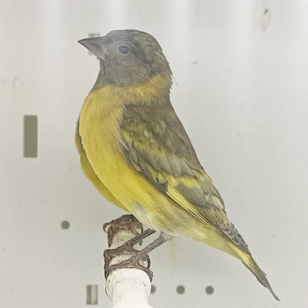Pastel Black-Hooded Siskin