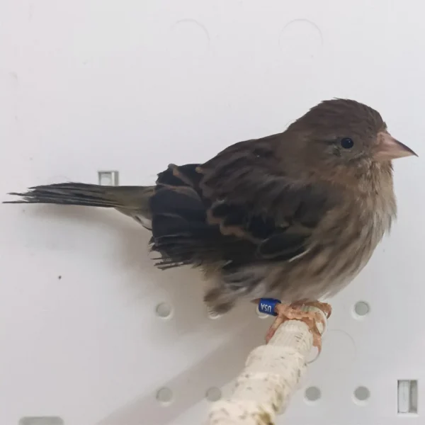 Pine Siskin Hybrid - Image 3