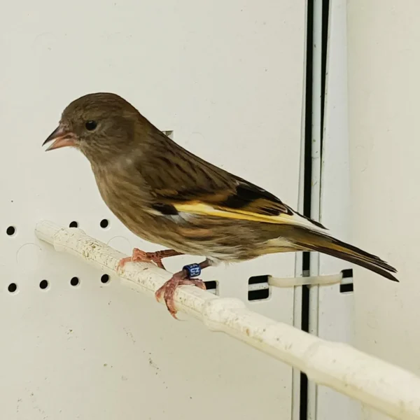 Pine Siskin Hybrid - Image 2