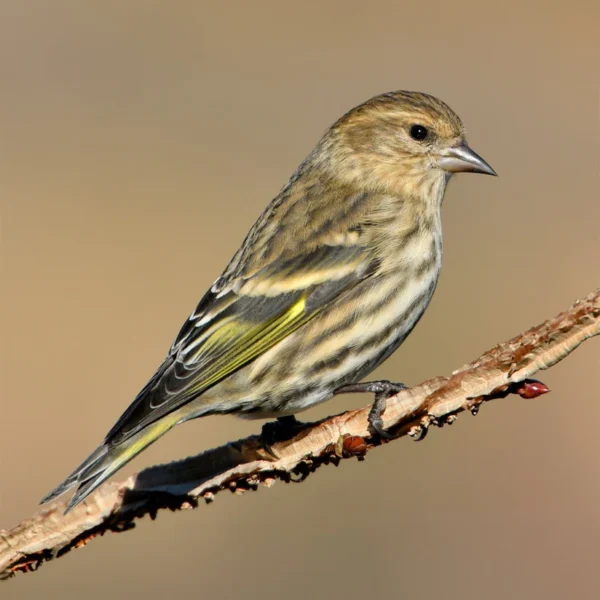 Pine Siskin Hybrid