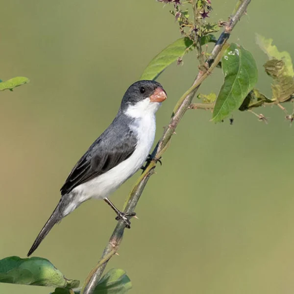 Plumbeous Seedeater