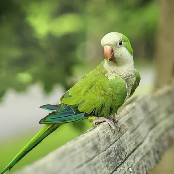 Quaker Parrot For Sale