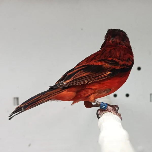 Siskin x Red Canary Hybrid - Image 2