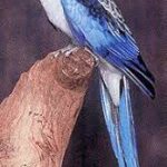 Rosella Crimson Blue