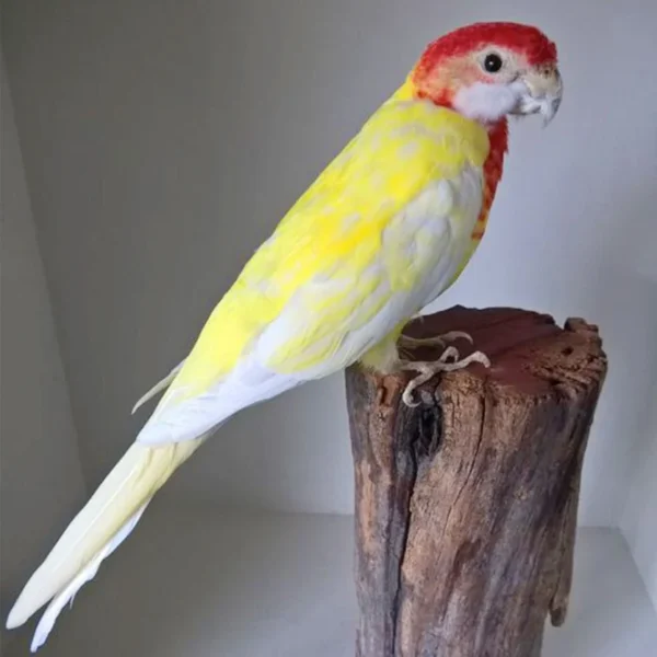 Rosella Lutino