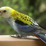 Rosella Pale Headed Mealy Blue Cheeked
