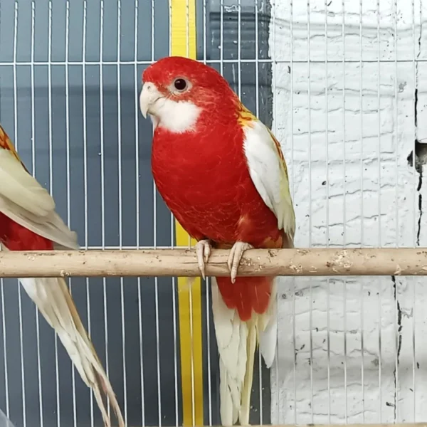 Rosella Rubino Golden Mantled - Image 2