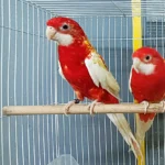 Rosella Rubino Golden Mantled