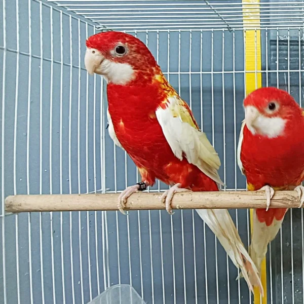 Rosella Rubino Golden Mantled