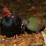Roulroul Quail Pair