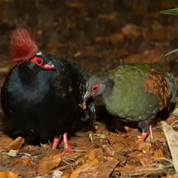 Roulroul Quail Pair