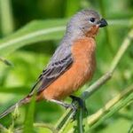 Ruddy-Breasted Seedeater