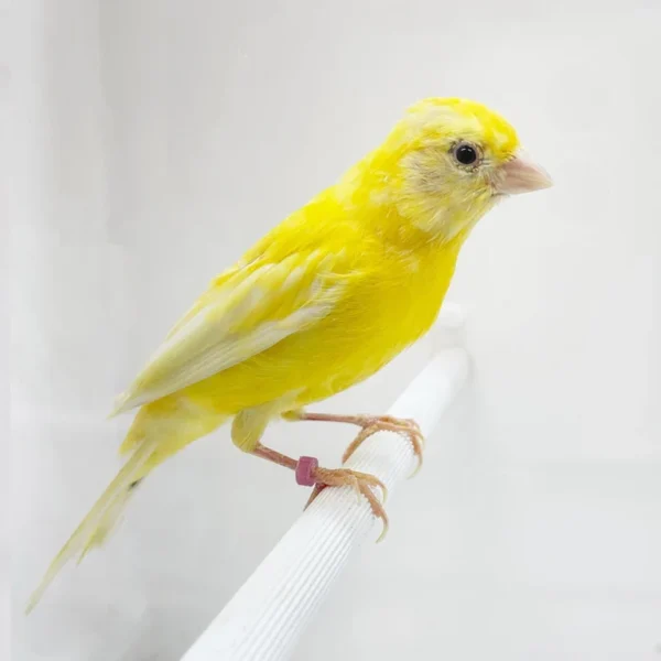 Canary Russian