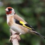 Siberian Goldfinch