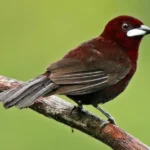Silver-Beaked Tanager
