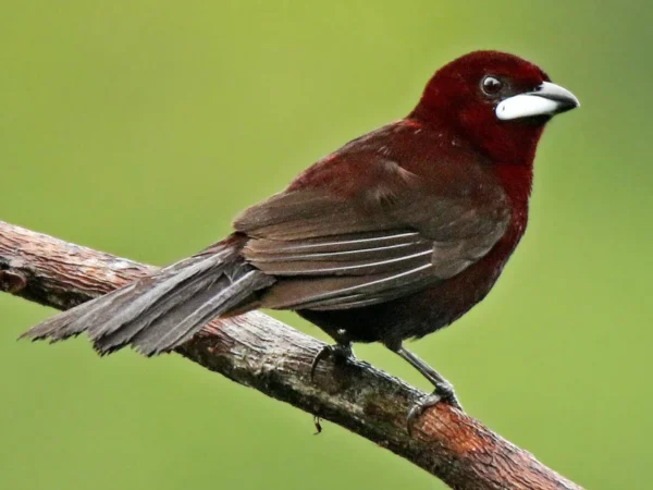 Silver-Beaked Tanager