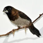 Society Finch