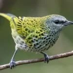 Spotted Tanager