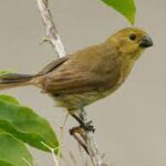 Variable Seedeater