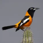 Venezuelan Troupial
