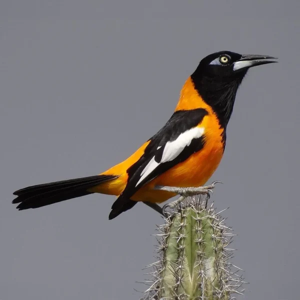 Venezuelan Troupial