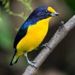 Violaceous Euphonia