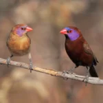 Violet-eared Waxbill
