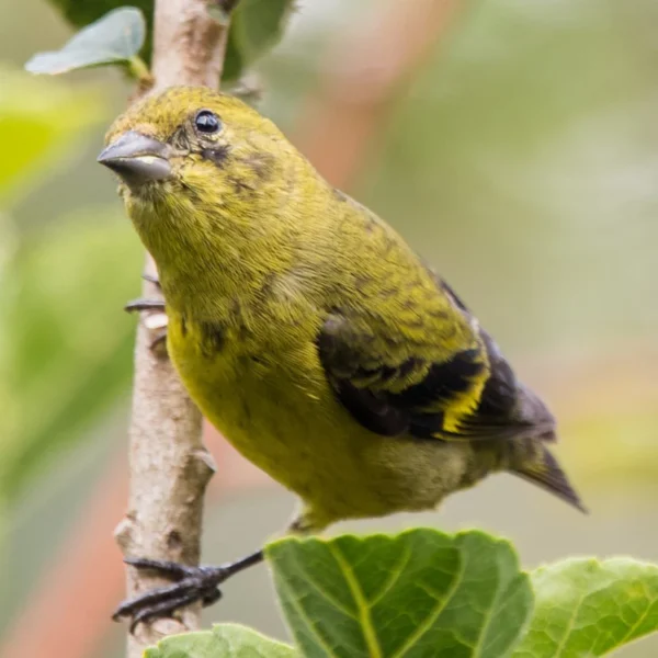Yellow-Bellied Siskin - Image 2