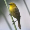 Yellow-Hooded Blackbird - Image 2