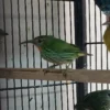 Yellow-Legged Honeycreeper - Image 3