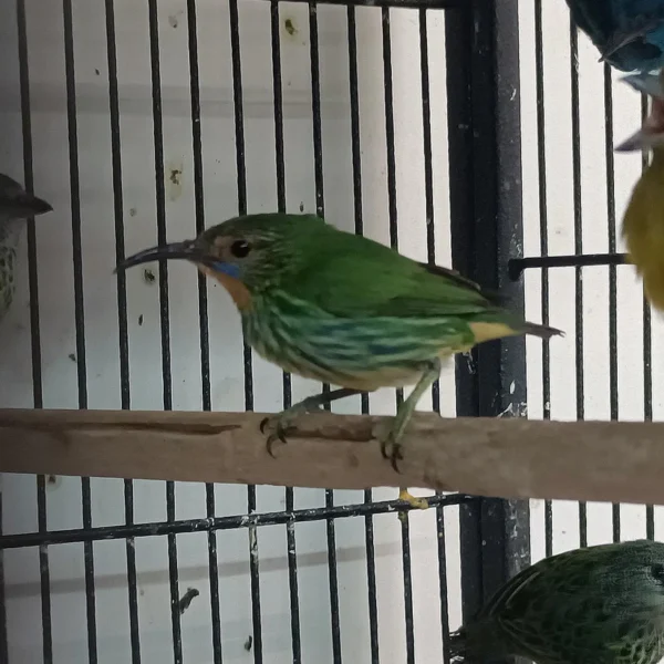 Yellow-Legged Honeycreeper - Image 3