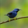 Yellow-legged Honeycreeper for sale perched showing bright blue plumage and yellow legs
