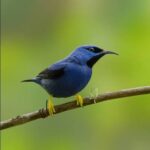 Yellow-Legged Honeycreeper