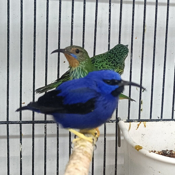 Yellow-Legged Honeycreeper - Image 2