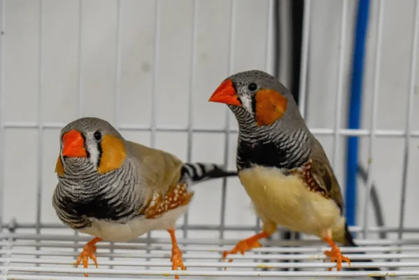 Zebra Finch - Image 6