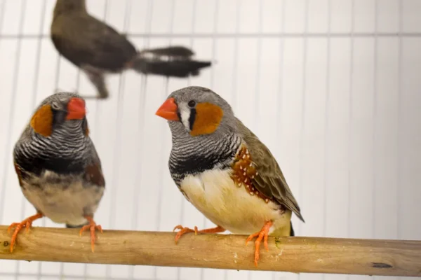 Zebra Finch - Image 5
