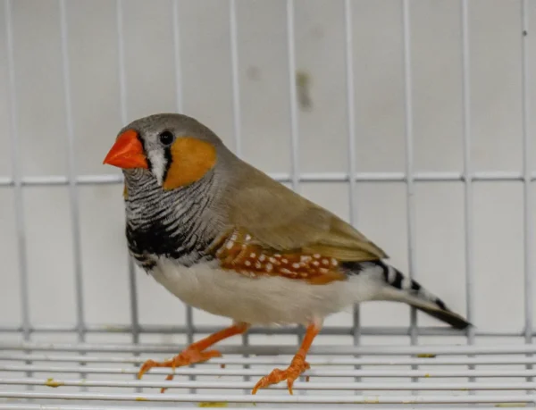 Zebra Finch - Image 3