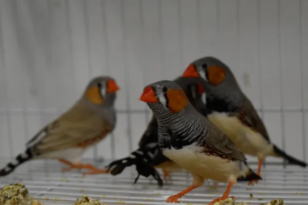 Zebra Finch - Image 2