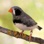 Zebra Finch - Black Cheek