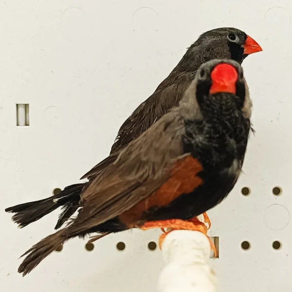 Zebra Finch Eumo Black - Image 4
