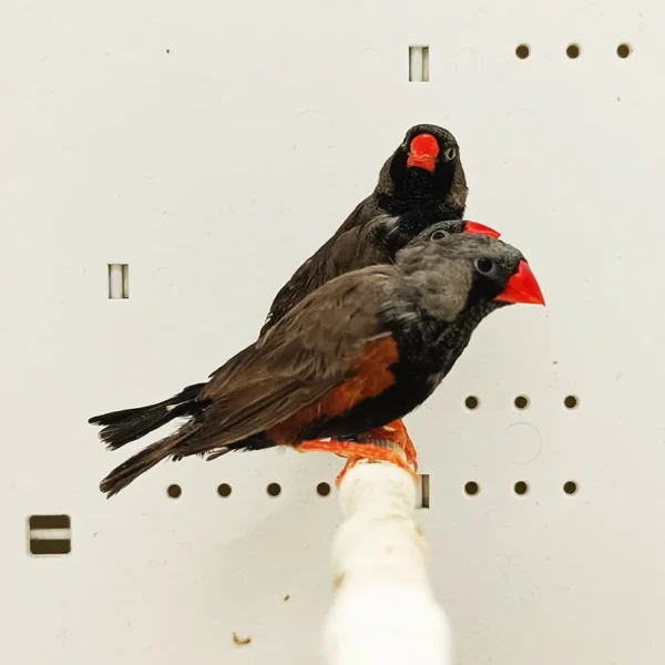 Zebra Finch Eumo Black