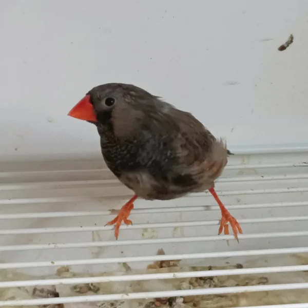 Zebra Finch Eumo Black - Image 2