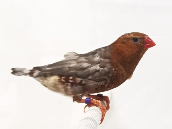 Zebra English Finch Red - Image 2