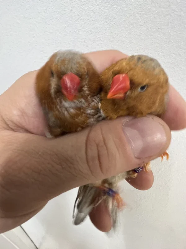 Zebra English Finch Red
