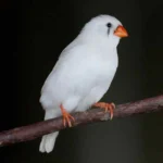 Zebra Finch White